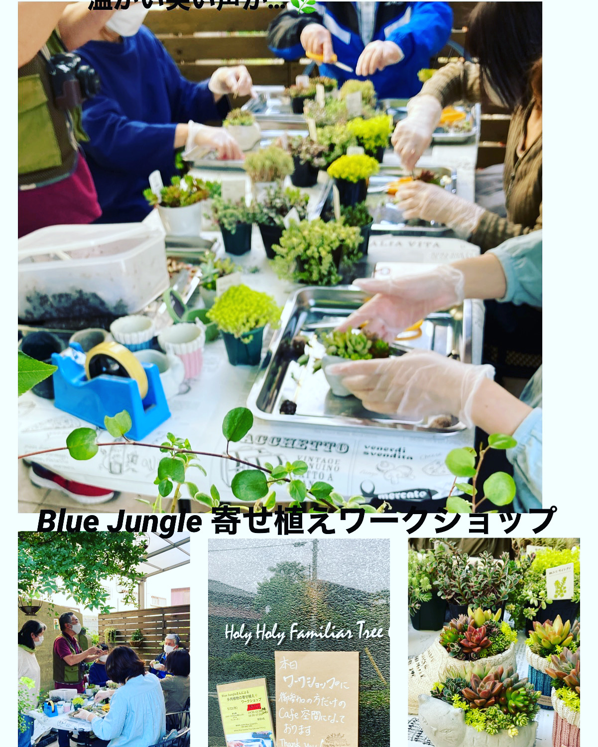Blue Jungleさんの多肉植物🌿寄植えワークショップ画像
