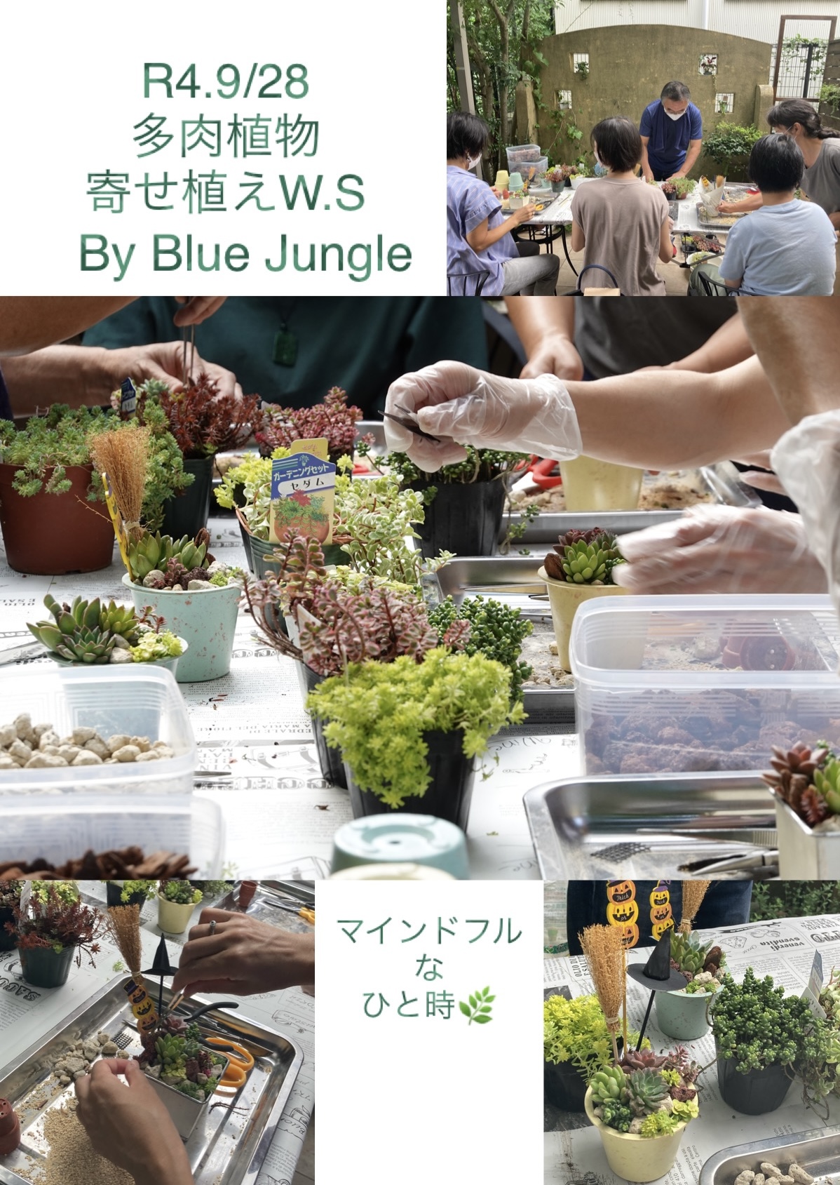 Blue Jungleさんの多肉植物寄せ植えワークショップ🌿画像